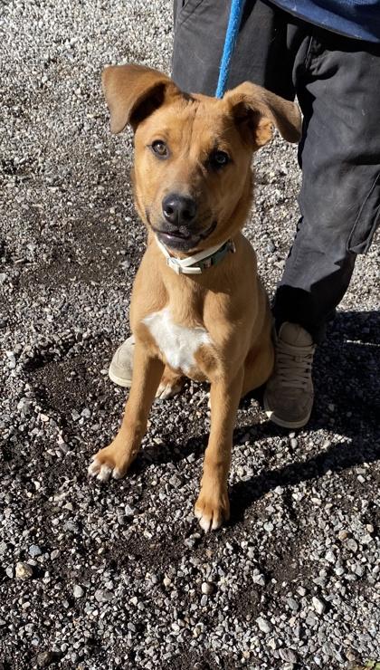 Cider, a Adoptable mixed breed in Ruidoso, NM image 3/3