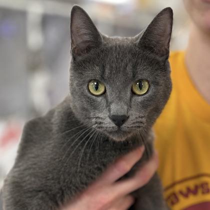 Trish, Adoptable, Adult Female Russian Blue & Domestic Short Hair.