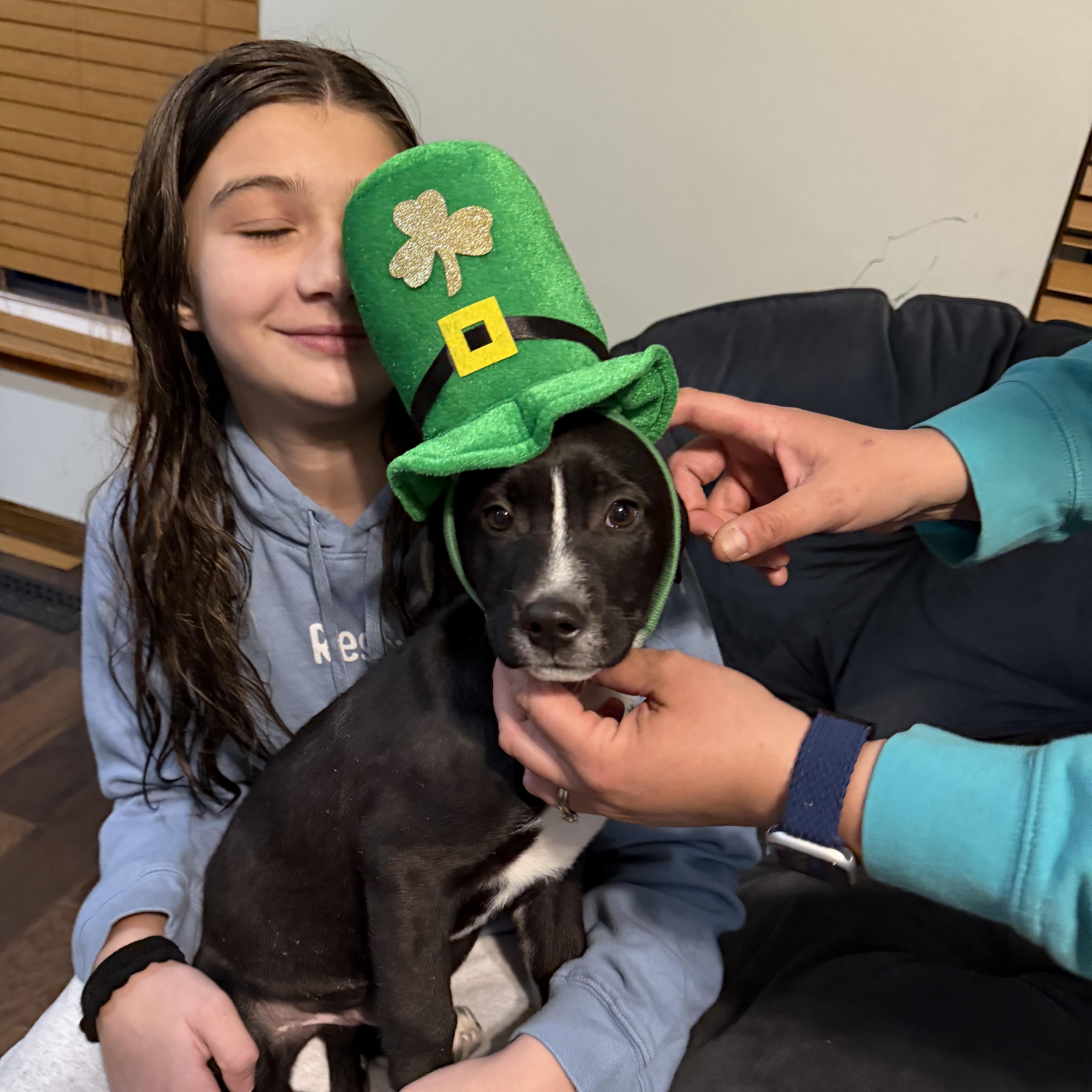 Enlarge Brussel Sprout , a Adoptable mixed breed in Seville, OH image 1/6