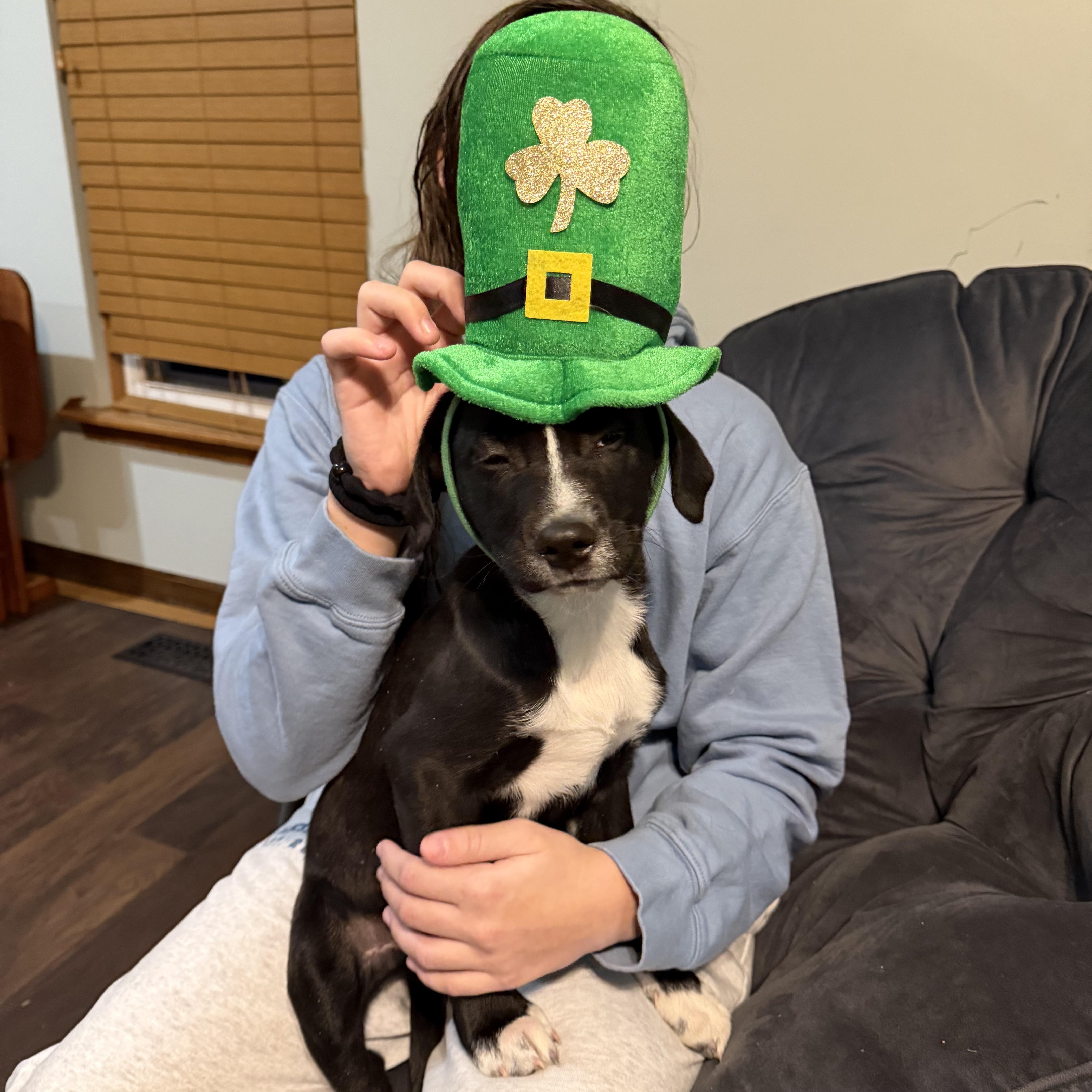 Enlarge Brussel Sprout , a Adoptable mixed breed in Seville, OH image 6/6