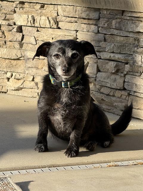 Enlarge ROSCOE, a Adoptable Terrier in Bakersfield, CA image 1/1