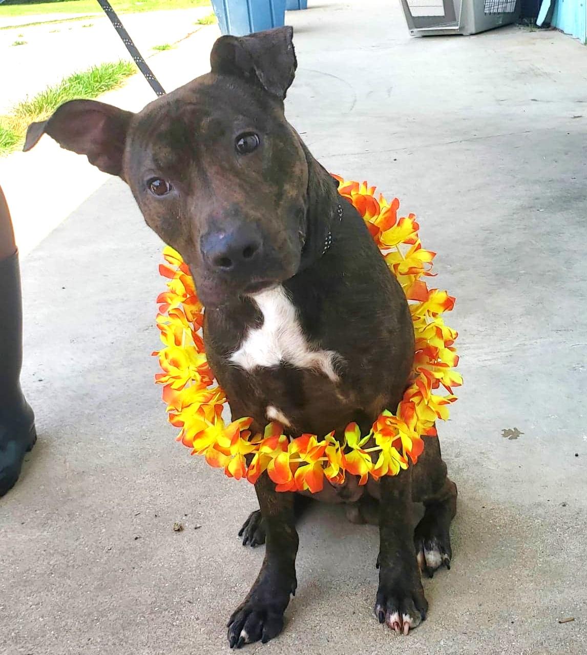 Enlarge Neptune, a ADOPTABLE mixed breed in Anniston, AL image 3/6