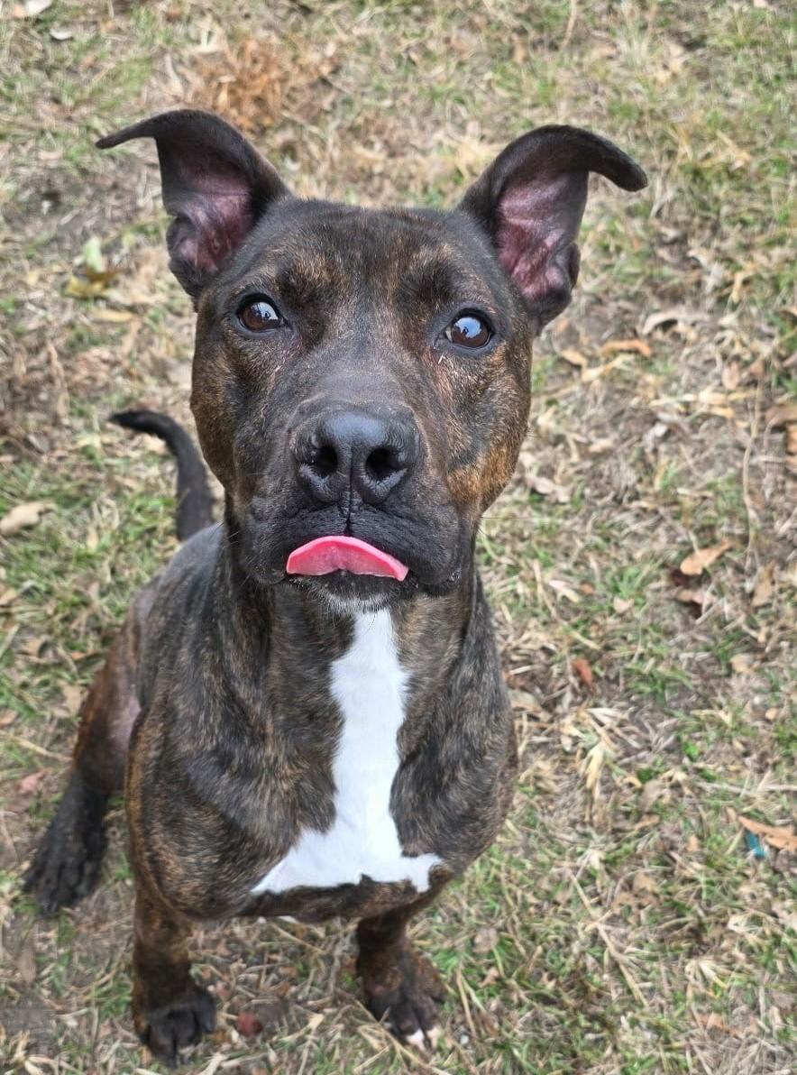 Enlarge Neptune, a ADOPTABLE mixed breed in Anniston, AL image 2/6