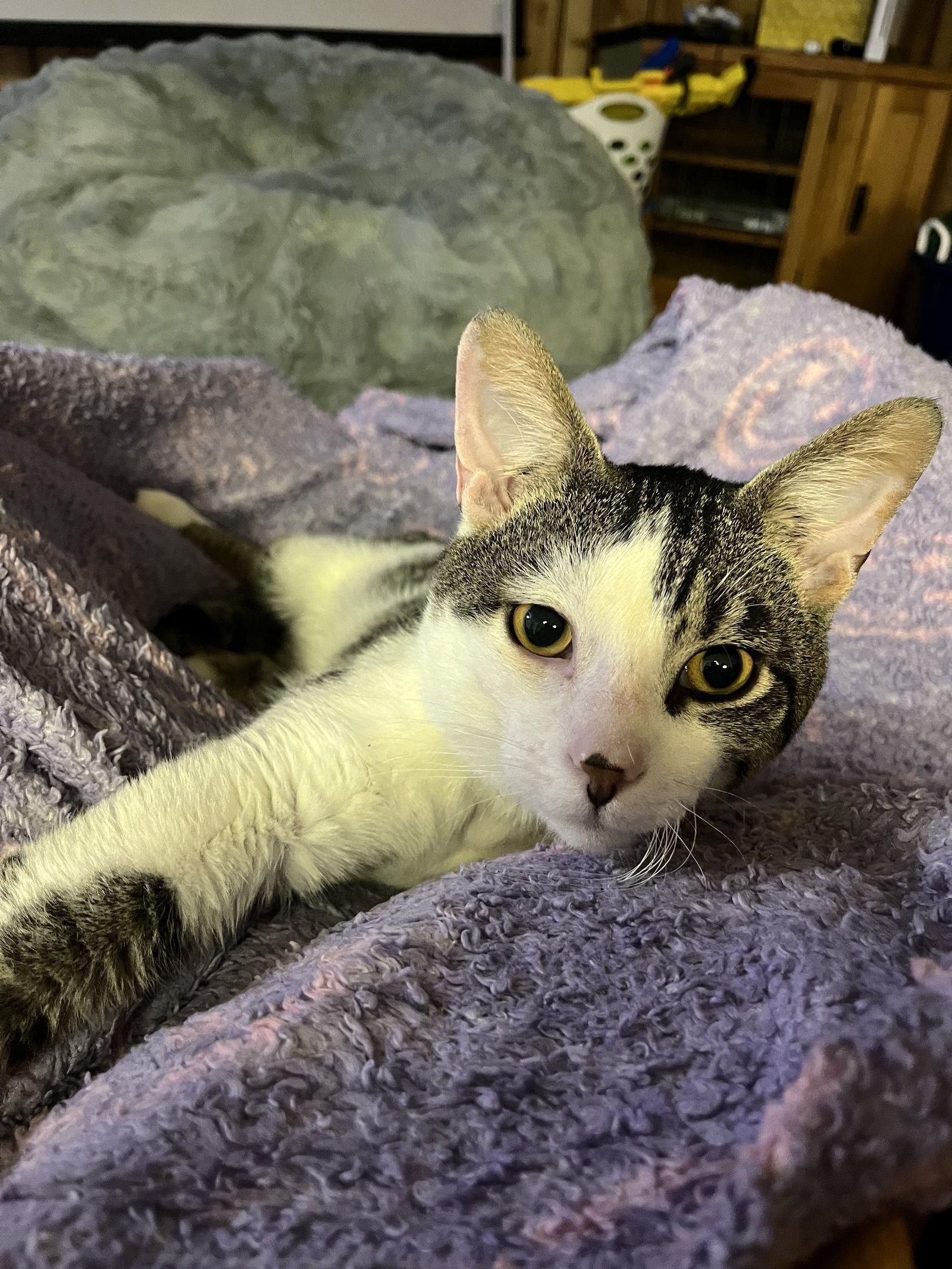 Enlarge Artemis, a Adoptable mixed breed in Aurora, IL image 1/3