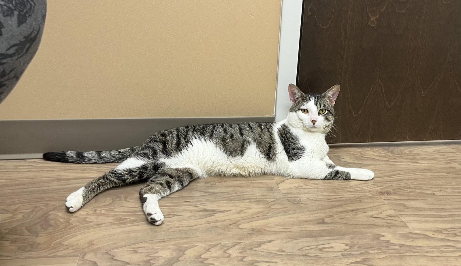 Enlarge Artemis, a Adoptable mixed breed in Aurora, IL image 2/3