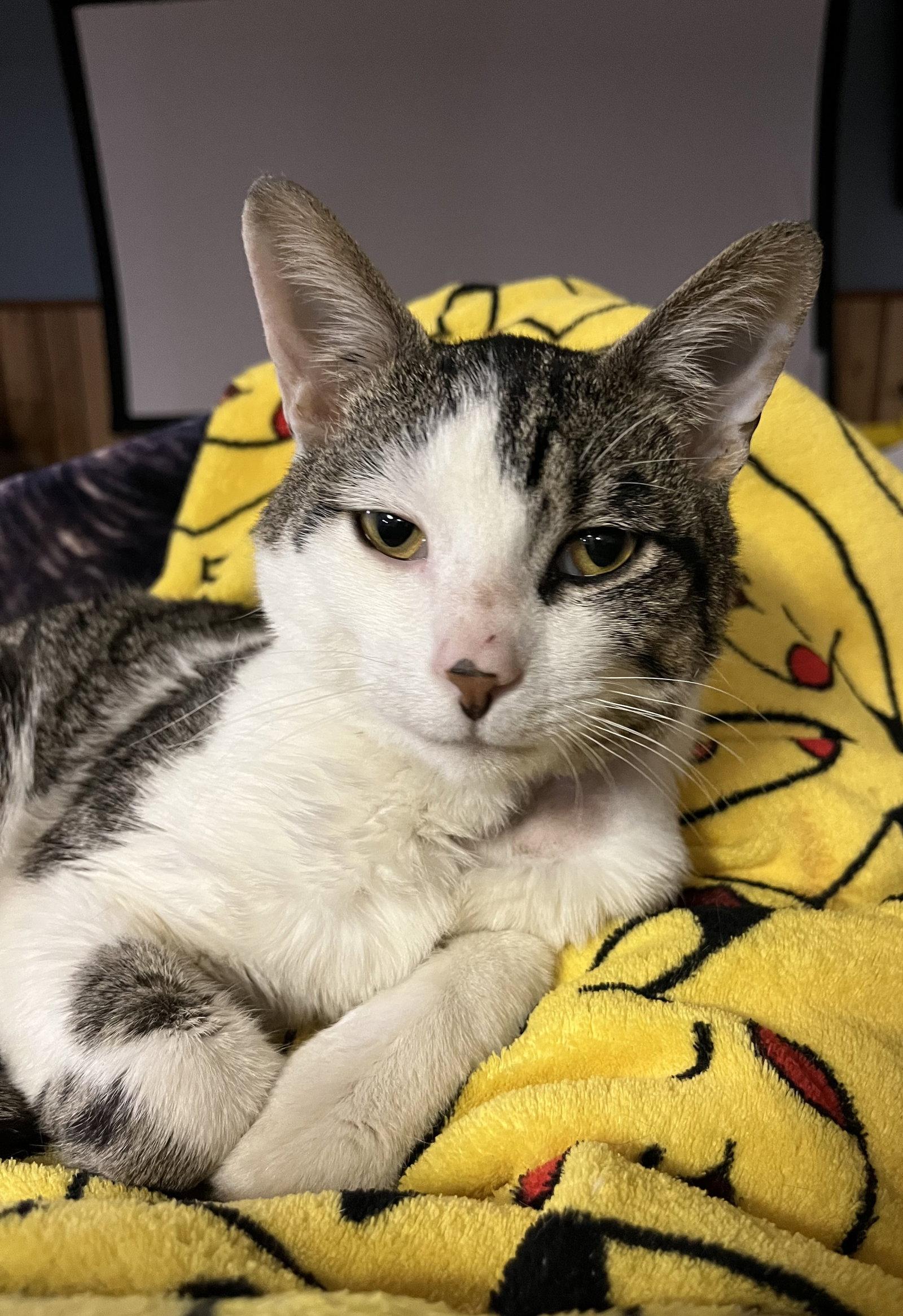 Enlarge Artemis, a Adoptable mixed breed in Aurora, IL image 3/3