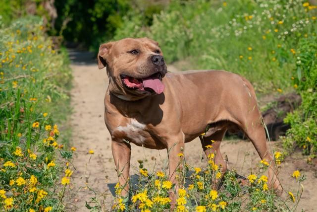 Enlarge Norman, a Adoptable mixed breed in San Andreas, CA image 1/2