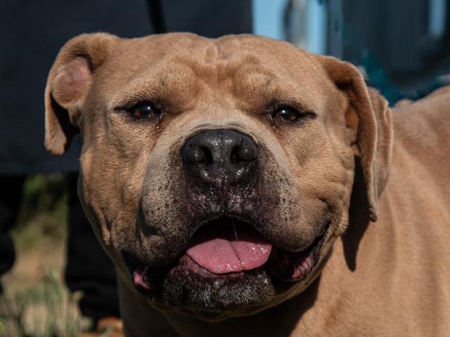 Enlarge Norman, a Adoptable mixed breed in San Andreas, CA image 2/2