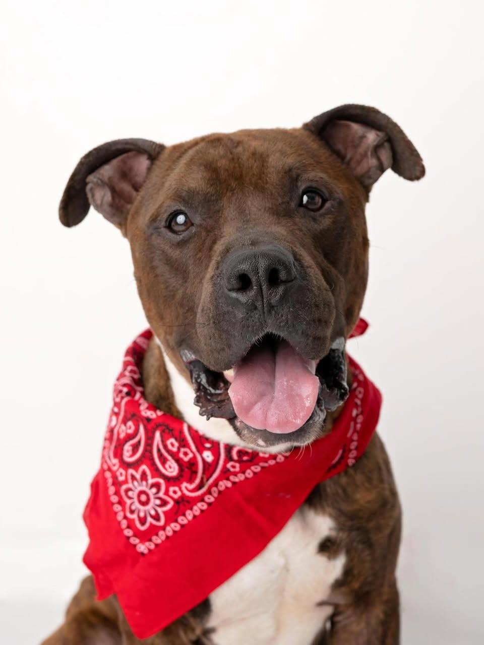 Toffee/Bam Bam, a Adoptable mixed breed in Troy, NY image 5/6