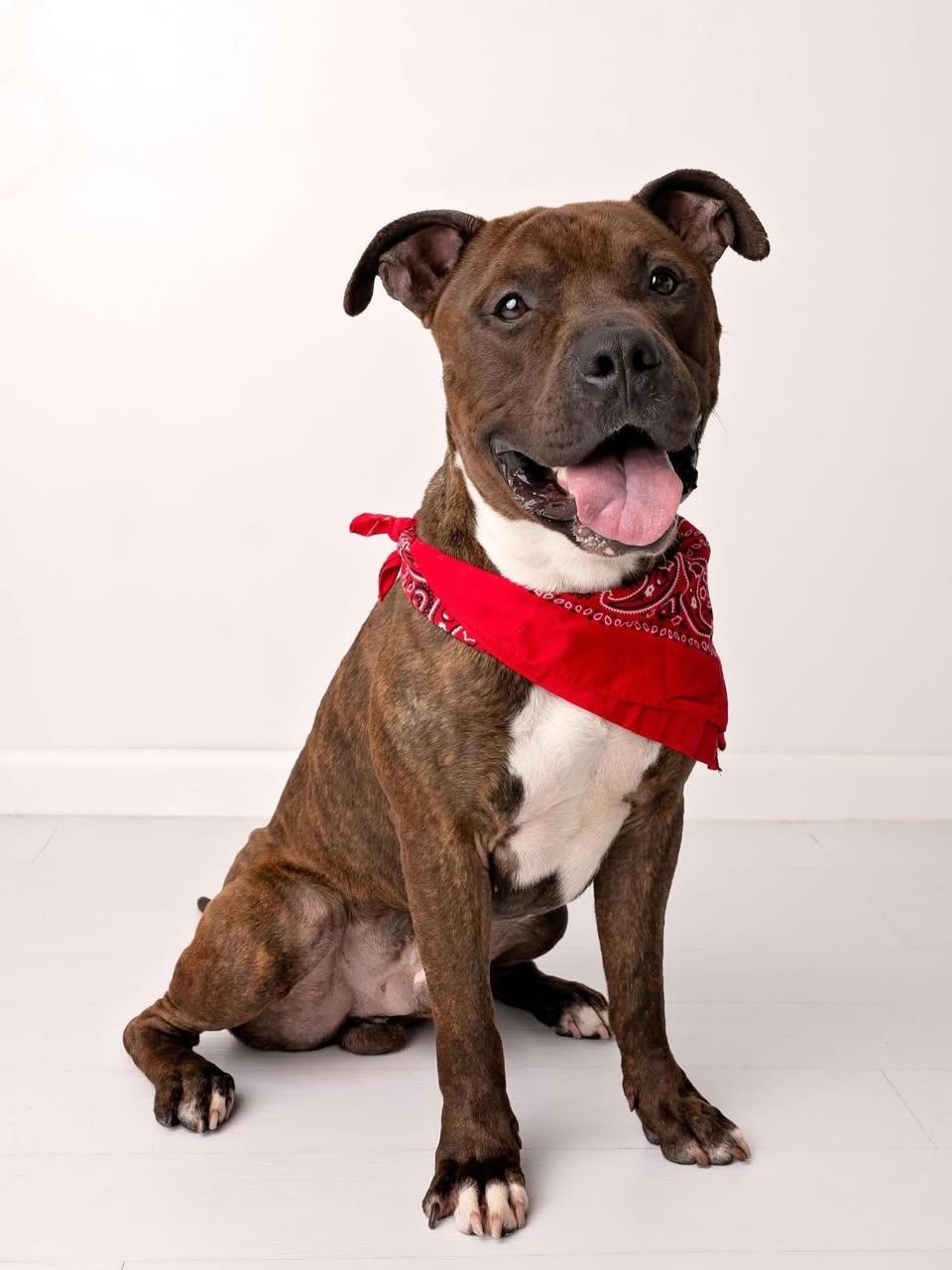 Toffee/Bam Bam, a Adoptable mixed breed in Troy, NY image 6/6