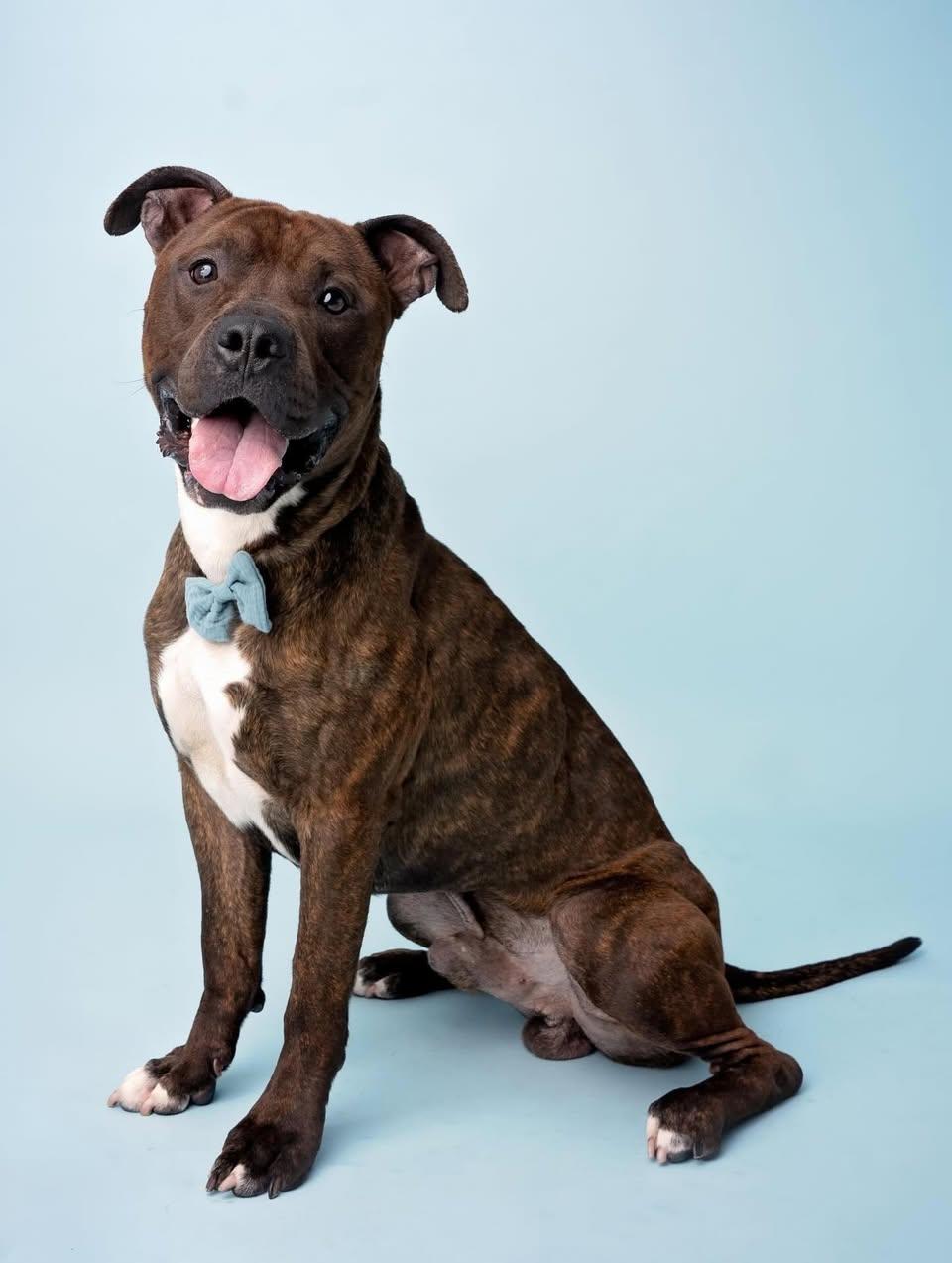 Toffee/Bam Bam, Adoptable, Adult Male American Staffordshire Terrier.