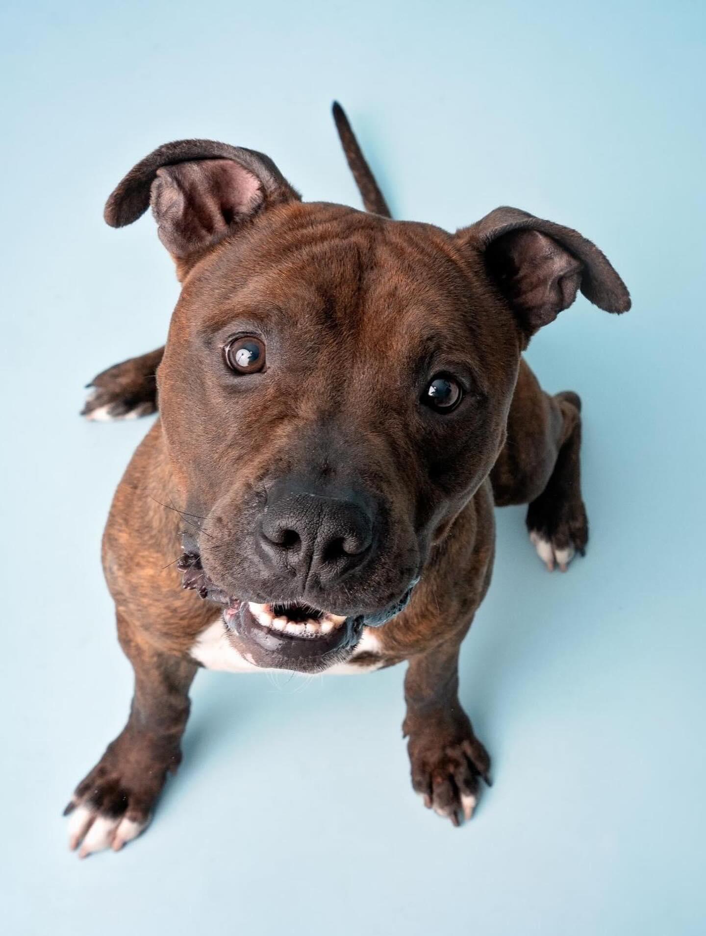 Toffee/Bam Bam, a Adoptable mixed breed in Troy, NY image 2/6