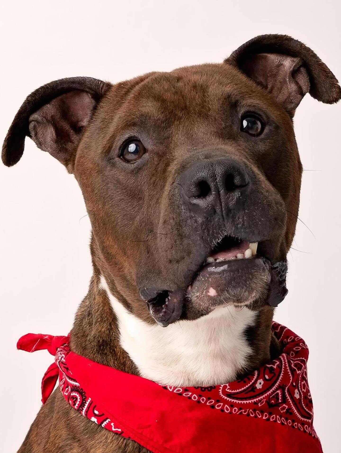 Toffee/Bam Bam, a Adoptable mixed breed in Troy, NY image 3/6