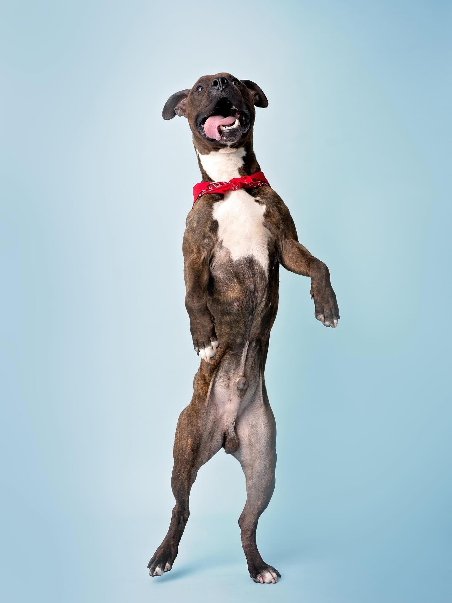 Toffee/Bam Bam, a Adoptable mixed breed in Troy, NY image 4/6