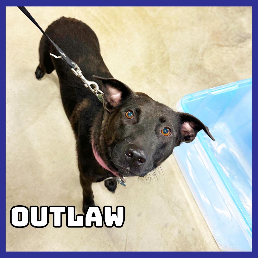 Outlaw, Adoptable, Young Female Labrador Retriever & Australian Cattle Dog / Blue Heeler.