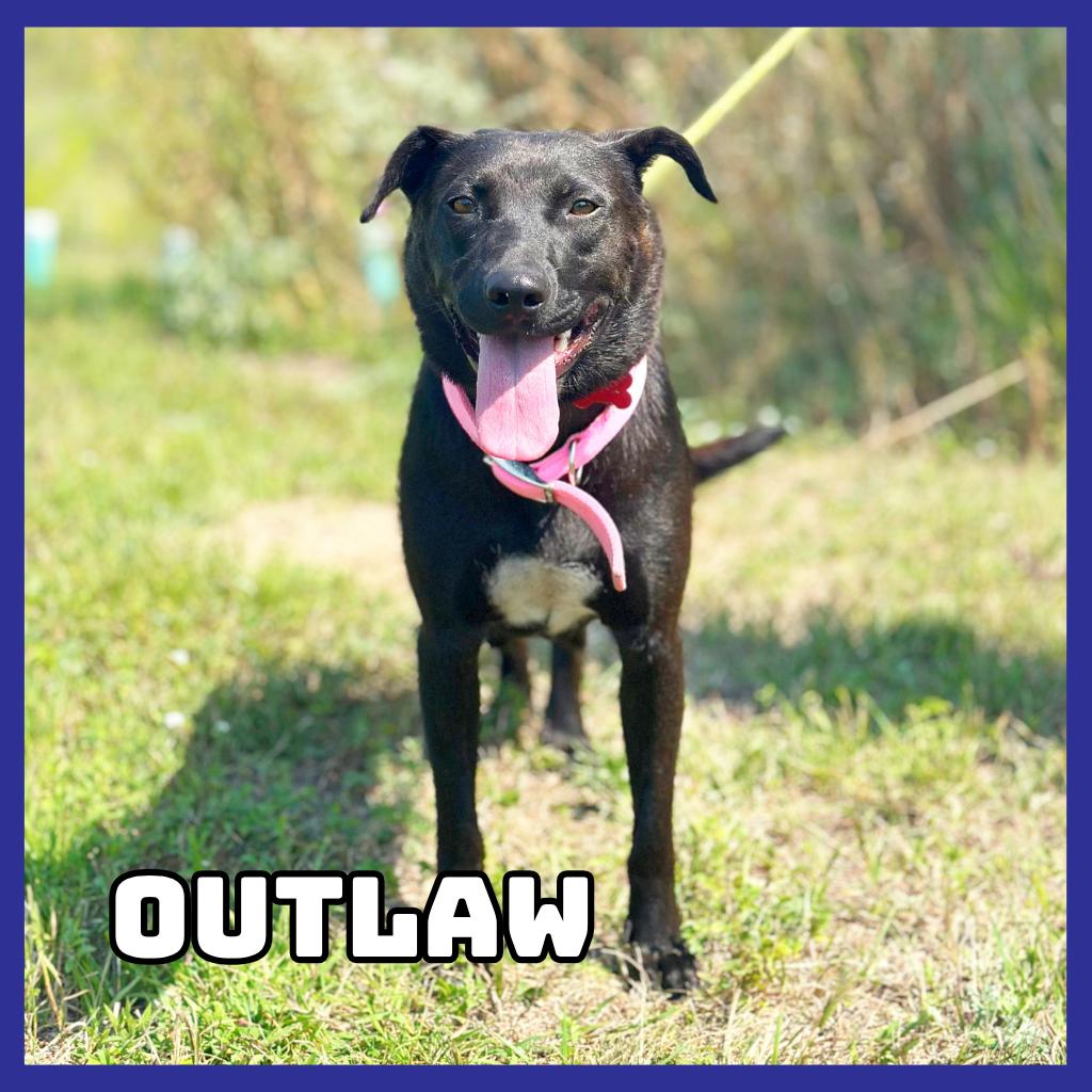 Enlarge Outlaw, a Adoptable mixed breed in Glenwood, MN image 2/2