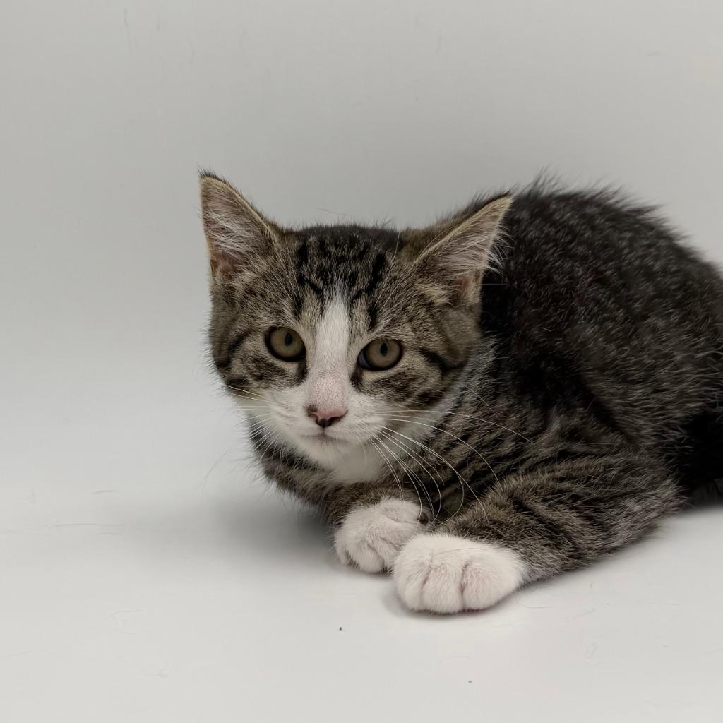 Enlarge Pizza With Sunglasses, a Adoptable Domestic Short Hair in State College, PA image 2/2