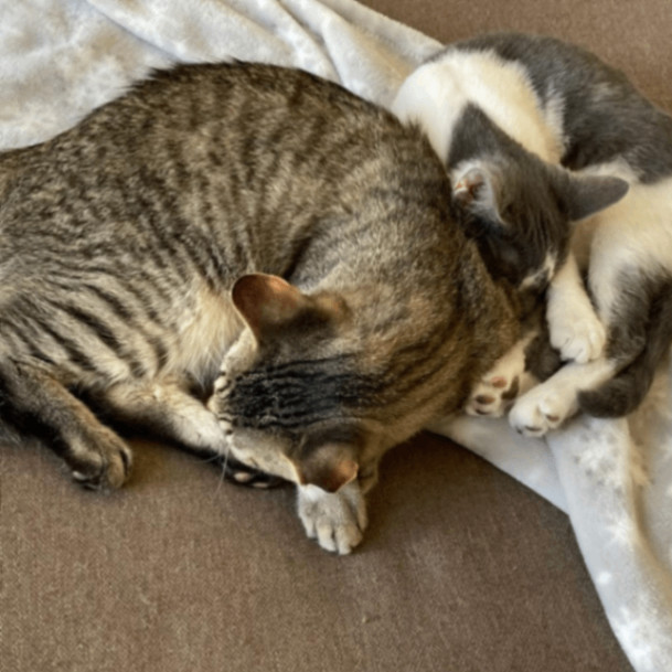 Emoticon, a Adoptable Domestic Short Hair in Lyndhurst, VA image 1/6