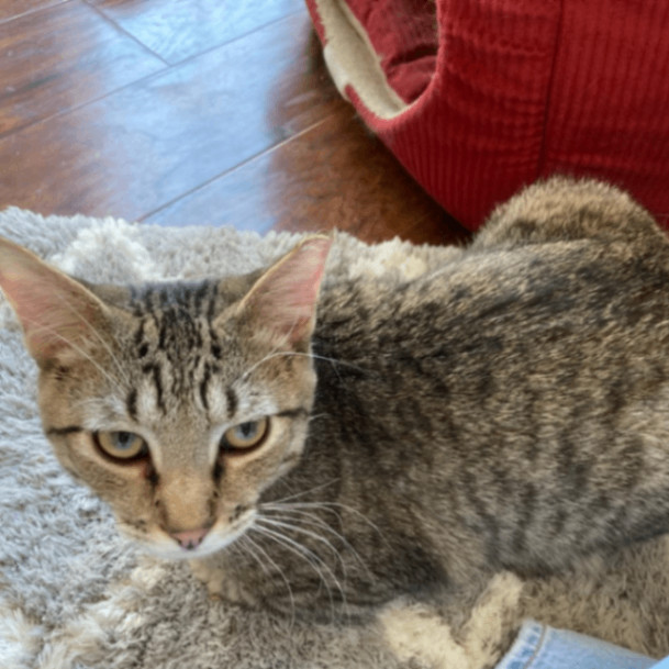 Emoticon, a Adoptable Domestic Short Hair in Lyndhurst, VA image 2/6