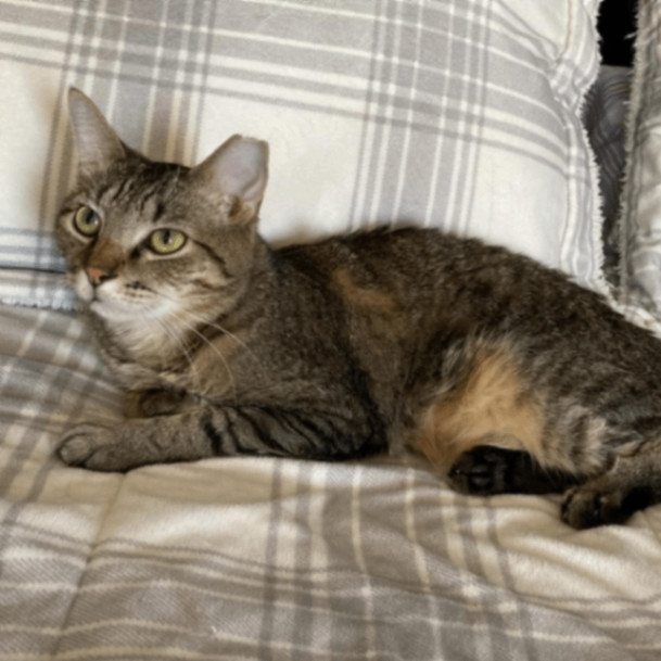 Emoticon, a Adoptable Domestic Short Hair in Lyndhurst, VA image 3/6