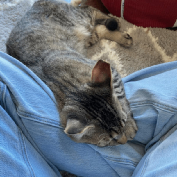 Emoticon, a Adoptable Domestic Short Hair in Lyndhurst, VA image 4/6