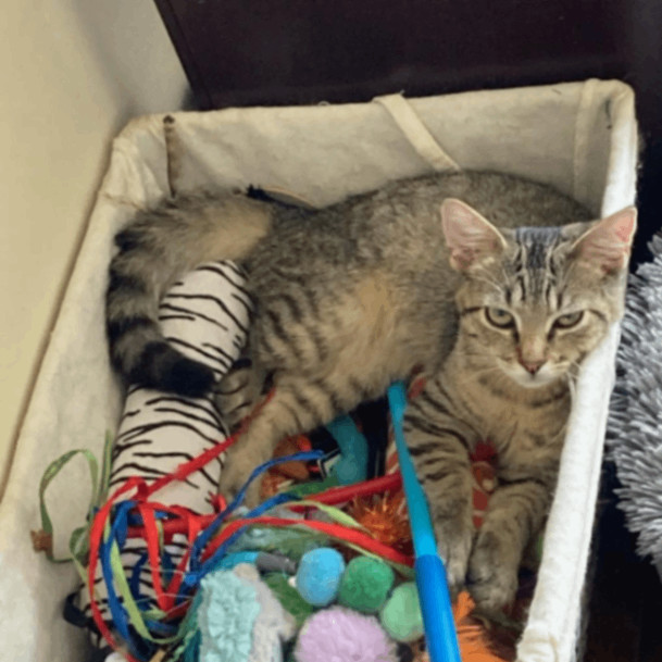 Emoticon, a Adoptable Domestic Short Hair in Lyndhurst, VA image 5/6