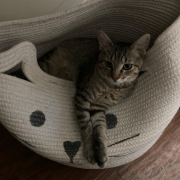 Emoticon, a Adoptable Domestic Short Hair in Lyndhurst, VA image 6/6