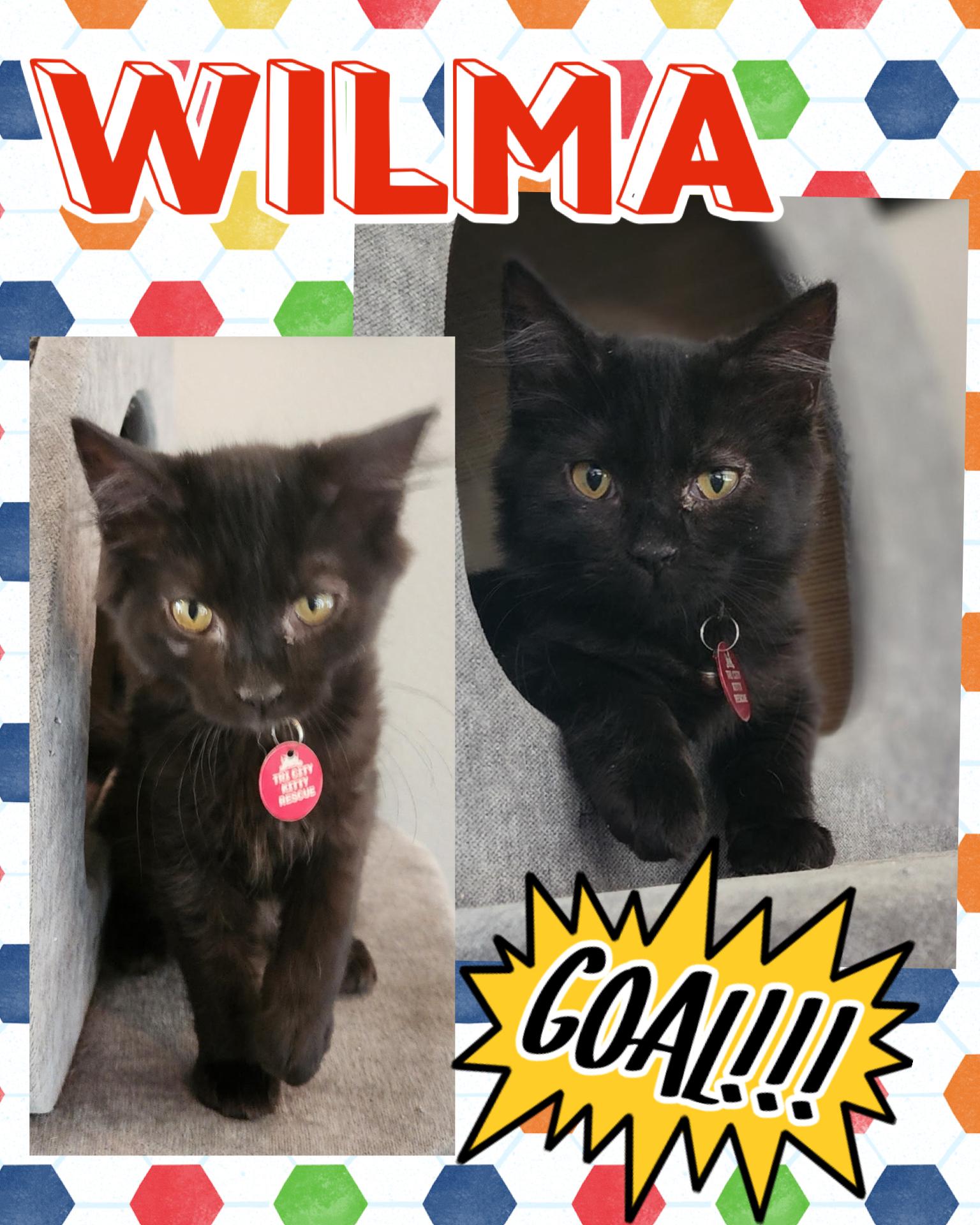 Wilma, ADOPTABLE, Kitten Female Domestic Short Hair.
