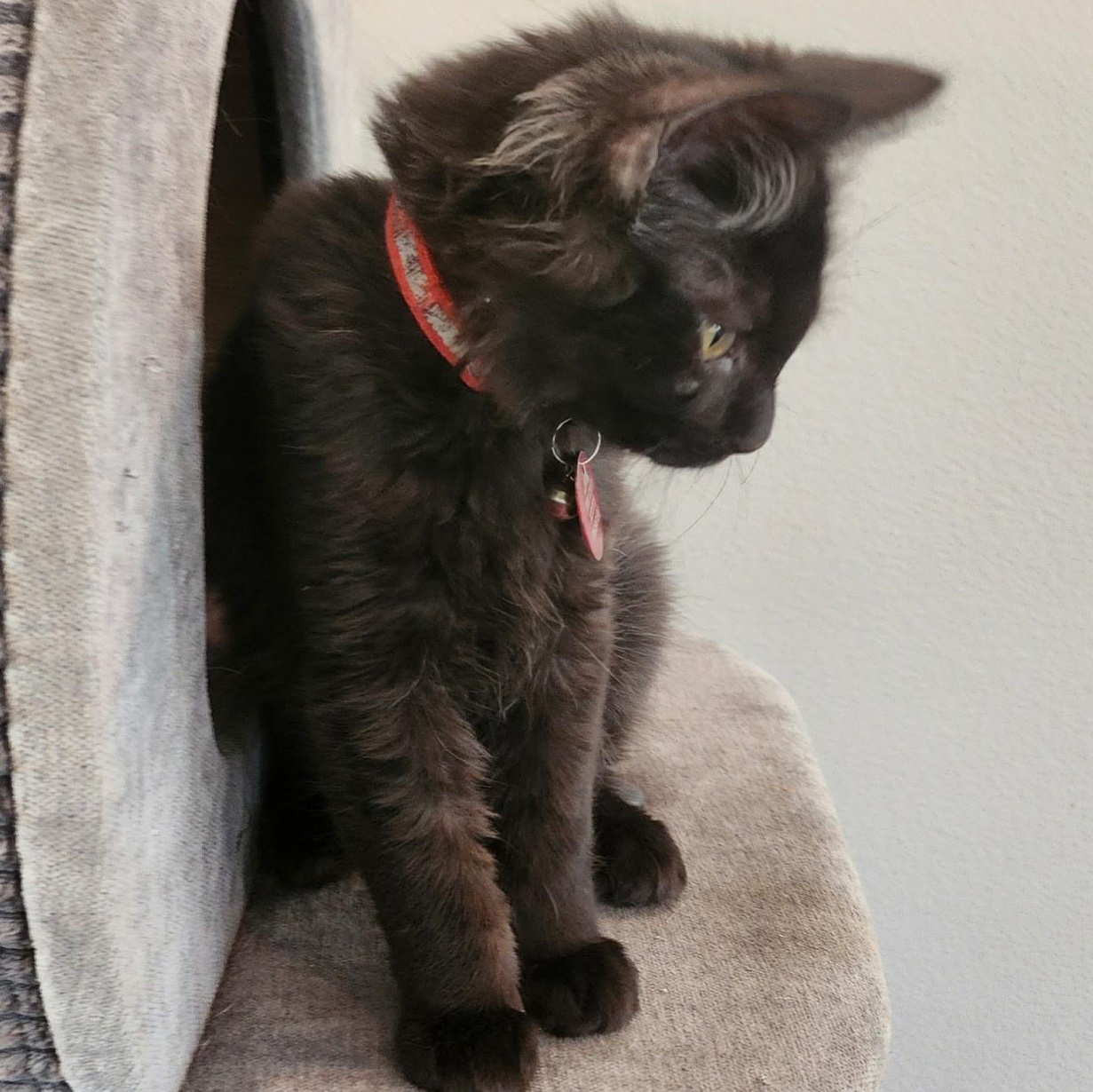 Enlarge Wilma, a ADOPTABLE mixed breed in Pasco, WA image 2/6