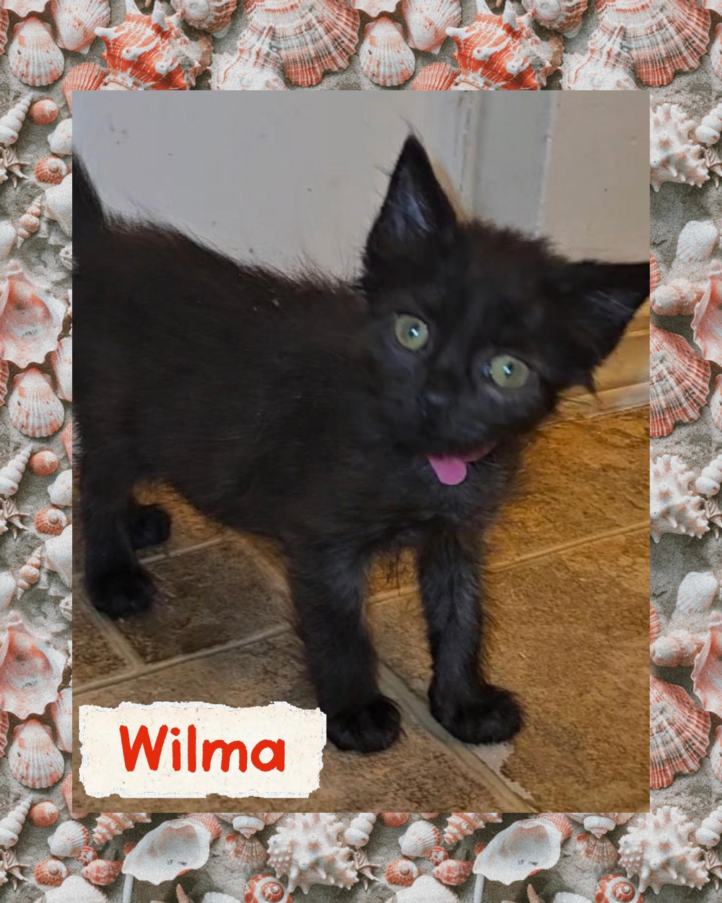 Wilma, a ADOPTABLE mixed breed in Pasco, WA image 1/3