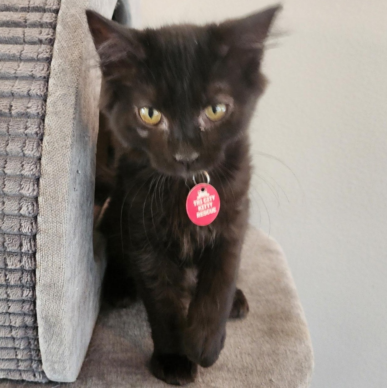 Enlarge Wilma, a ADOPTABLE mixed breed in Pasco, WA image 4/6