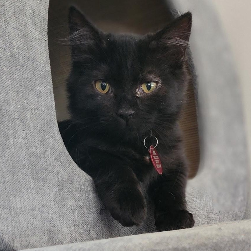 Enlarge Wilma, a ADOPTABLE mixed breed in Pasco, WA image 3/6