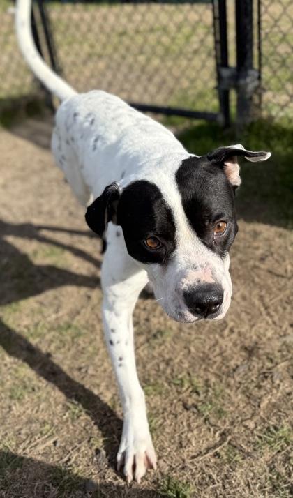 Sylvester(HW+) @ Foster Home, Adoptable, Young Male Pointer & Mixed Breed.