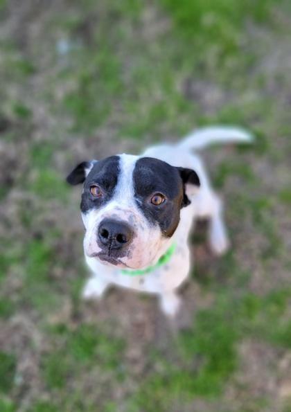 Enlarge Sylvester(HW+) @ Foster Home, a Adoptable mixed breed in Conway, SC image 2/3