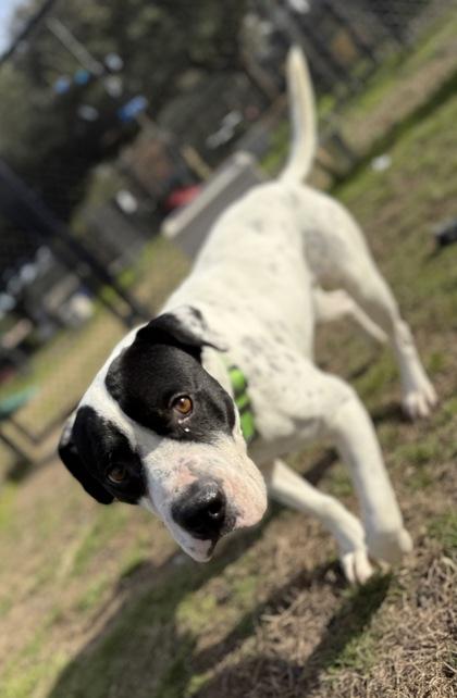 Enlarge Sylvester(HW+) @ Foster Home, a Adoptable mixed breed in Conway, SC image 3/3