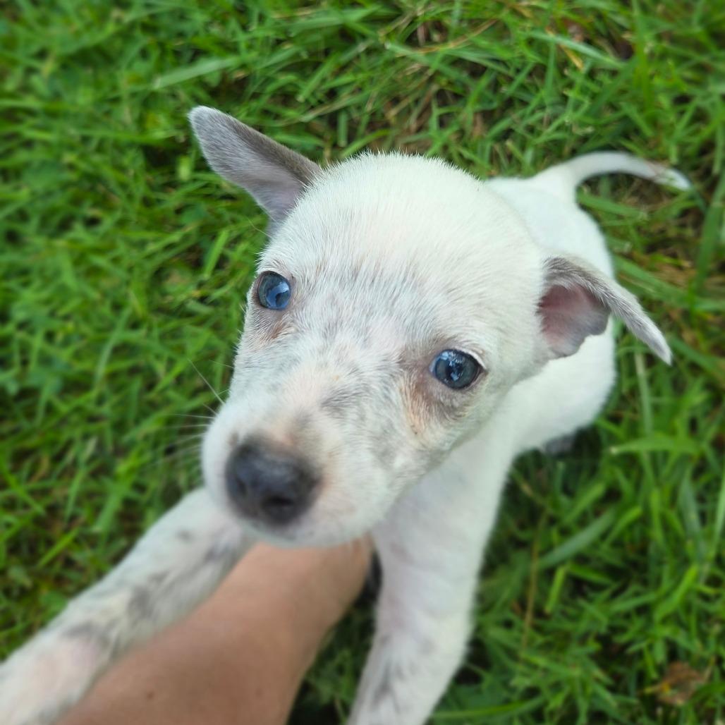 Enlarge Rudy, a Adoptable mixed breed in Peculiar, MO image 1/6