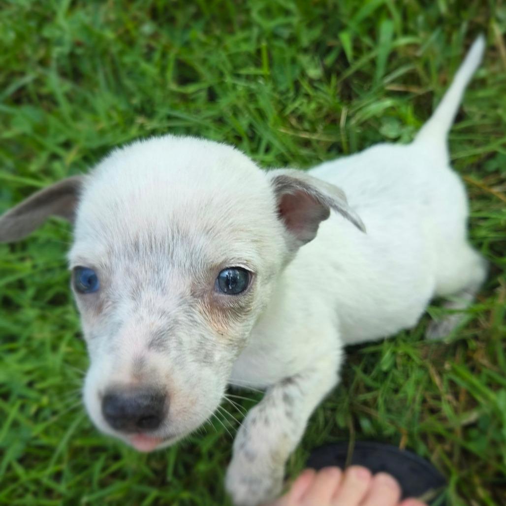 Enlarge Rudy, a Adoptable mixed breed in Peculiar, MO image 6/6