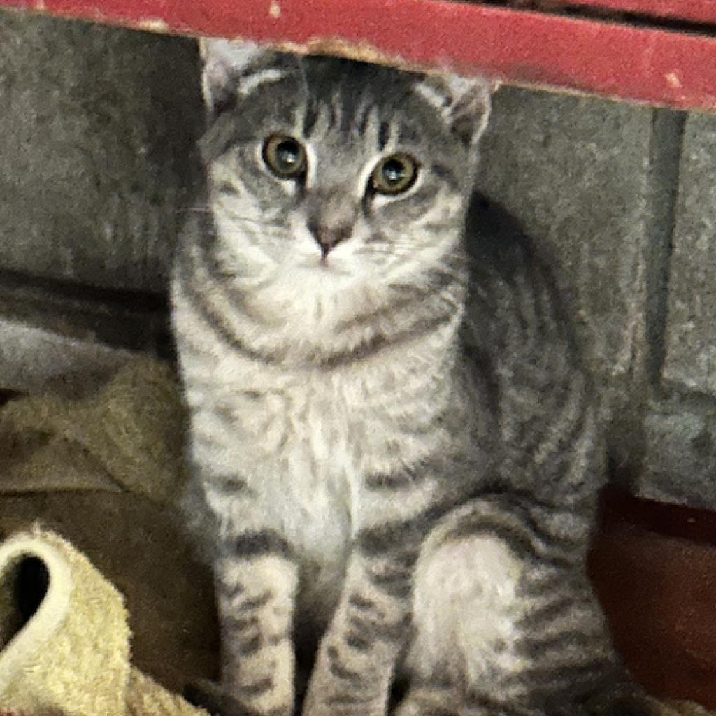 Enlarge Grayson (Female), a Adoptable Domestic Short Hair in Baldwin, WI image 1/1