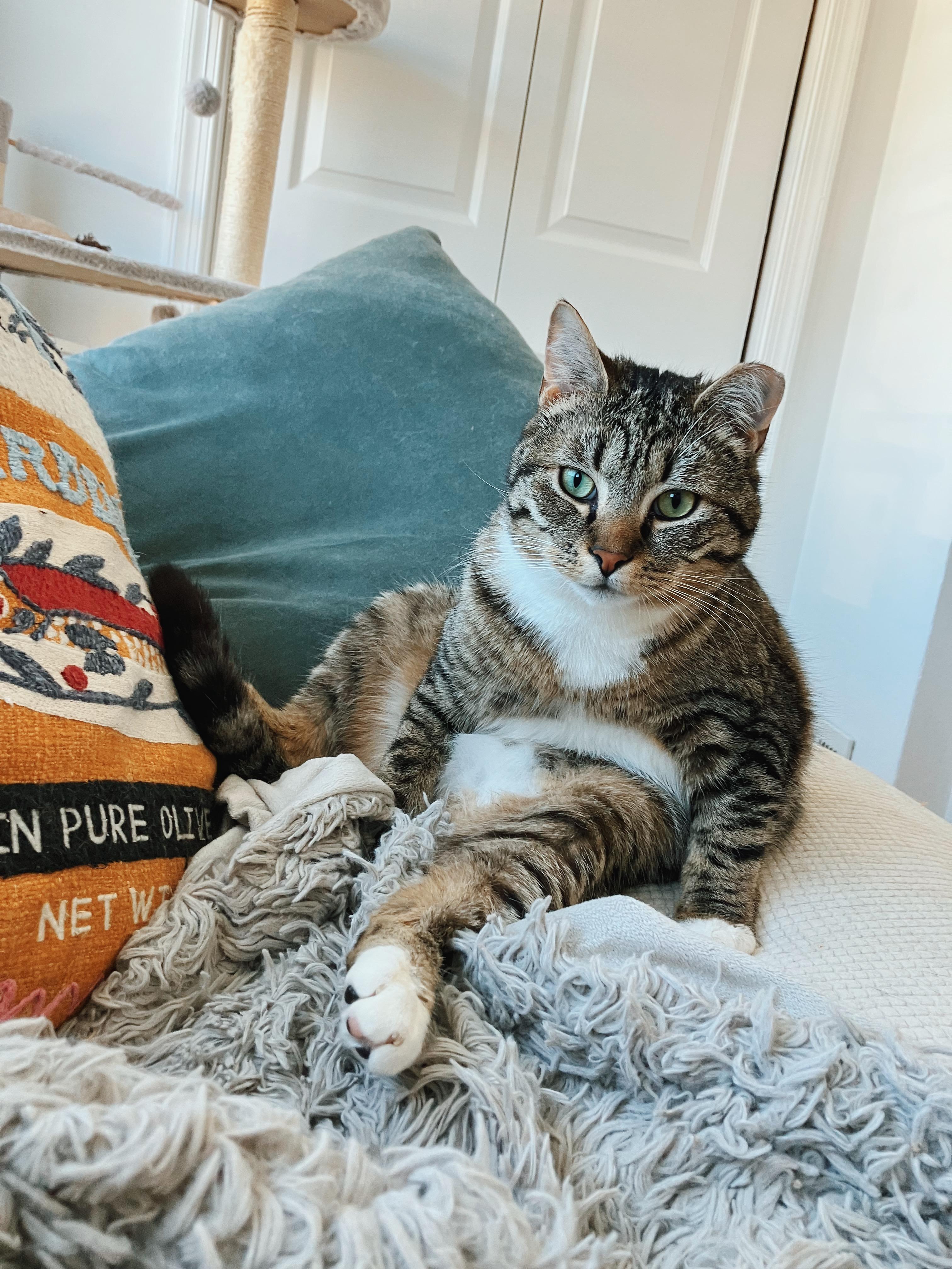 Enlarge Wilbur, a Adoptable Domestic Short Hair in Alexandria, VA image 5/6