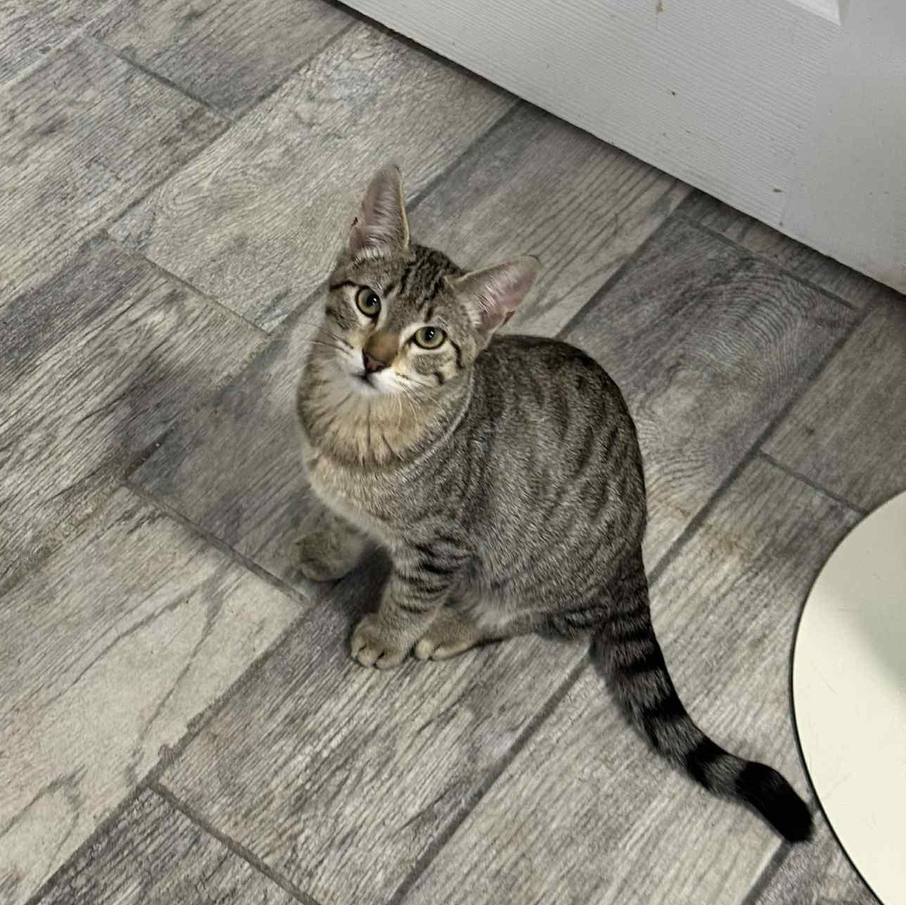 Alex - AUGUST ADOPTION SPECIAL