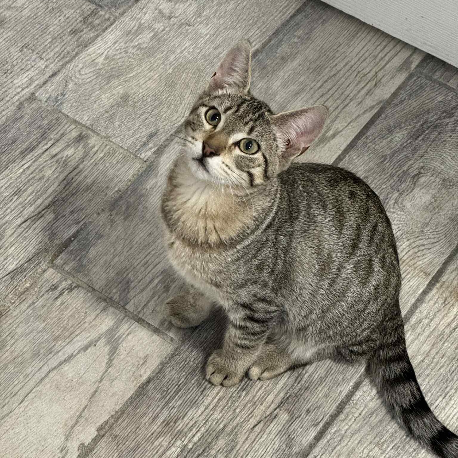 Alex - AUGUST ADOPTION SPECIAL