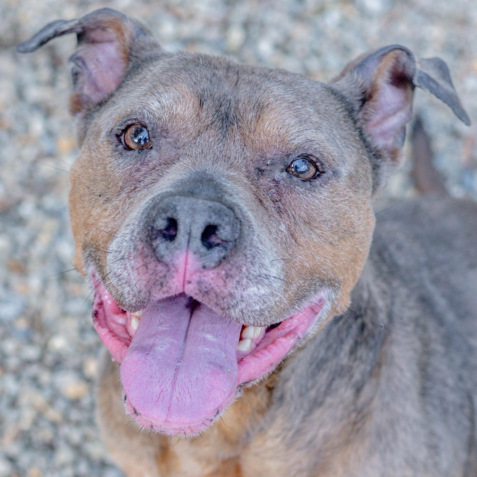 China, Adopted, Adult Female Terrier.