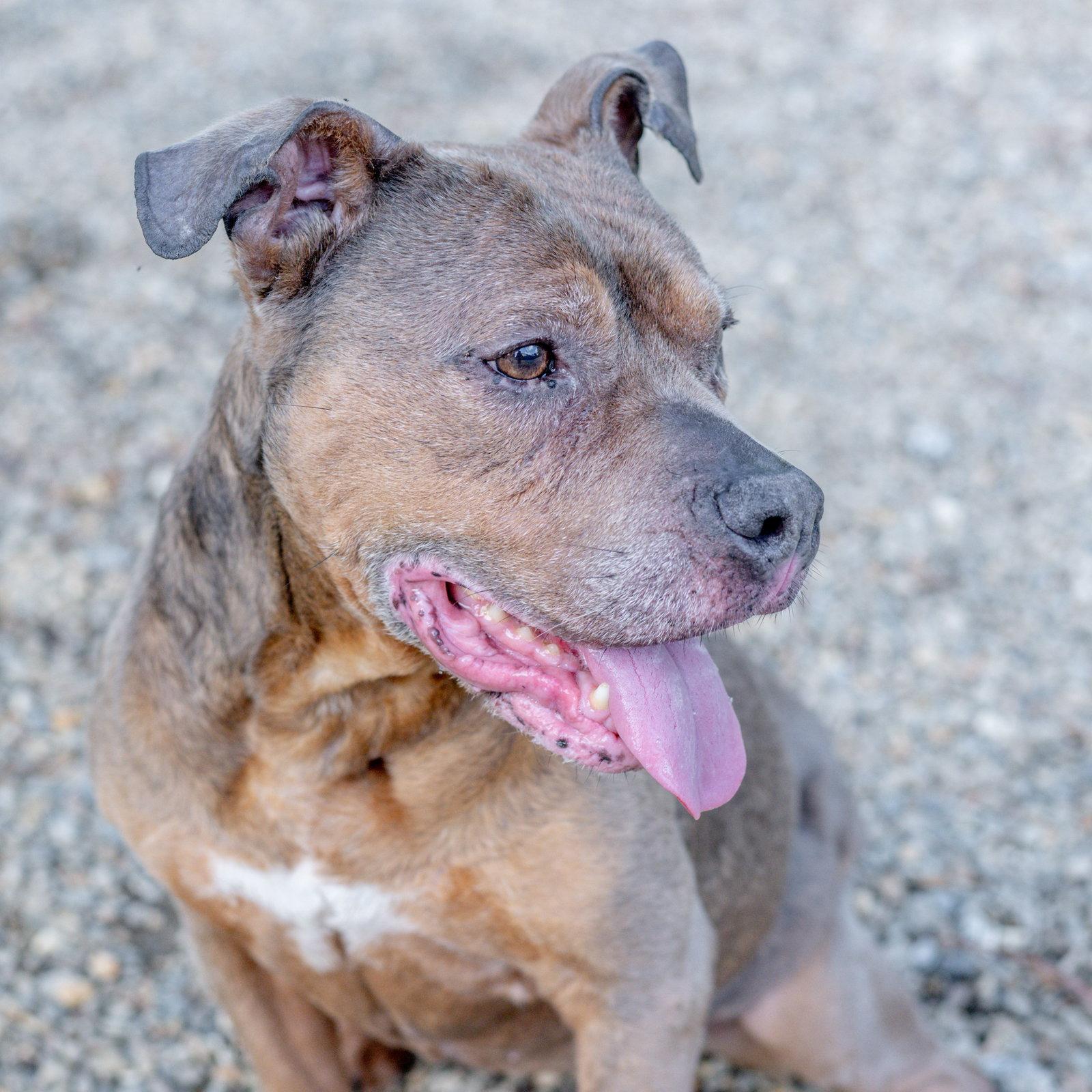 Enlarge China, a Adopted Terrier in Hilton Head Island, SC image 2/3