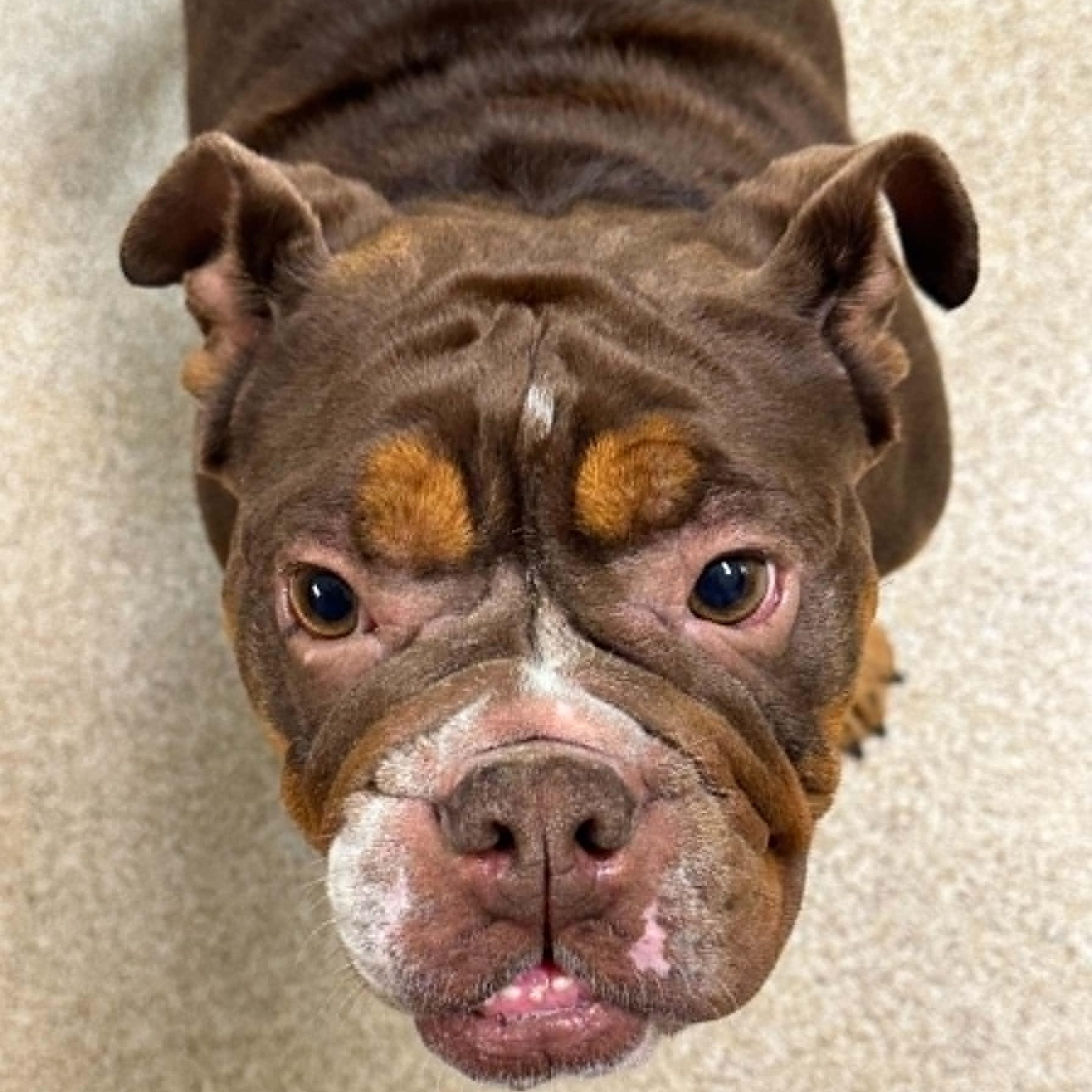 Enlarge Harlem, an adopted English Bulldog in Sunderland, MD image 2/4