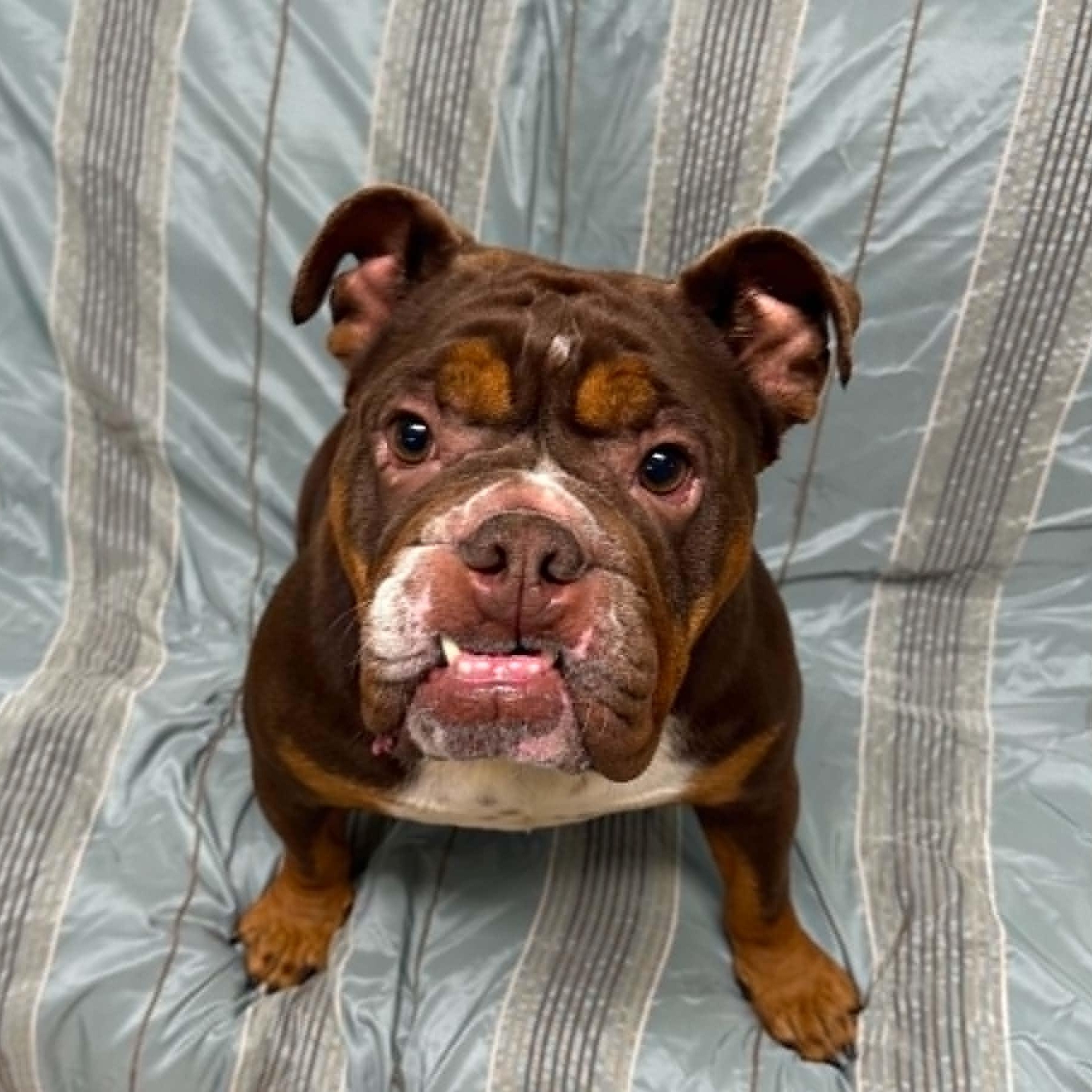 Harlem, adopted, Adult Female English Bulldog.