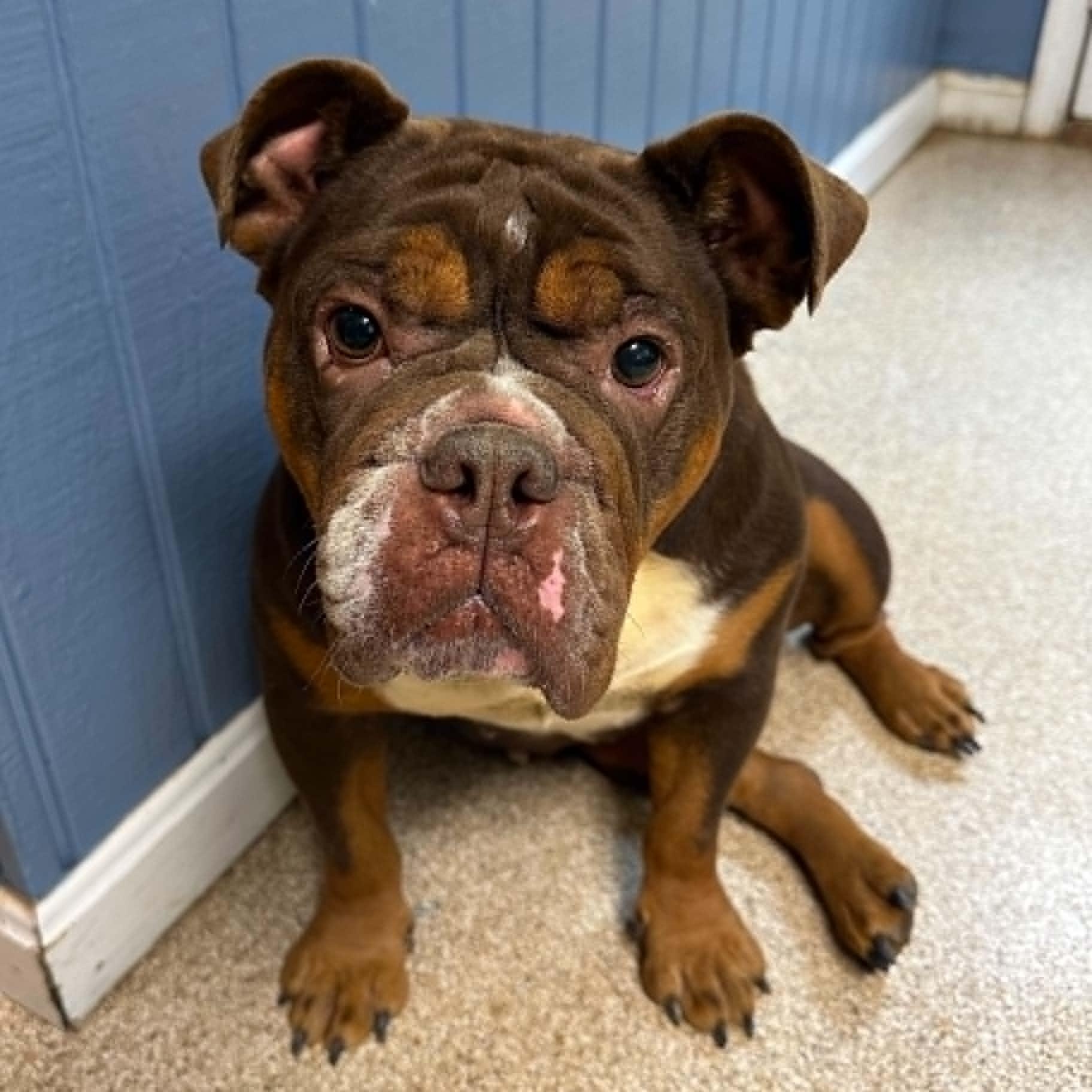 Enlarge Harlem, an adopted English Bulldog in Sunderland, MD image 3/4