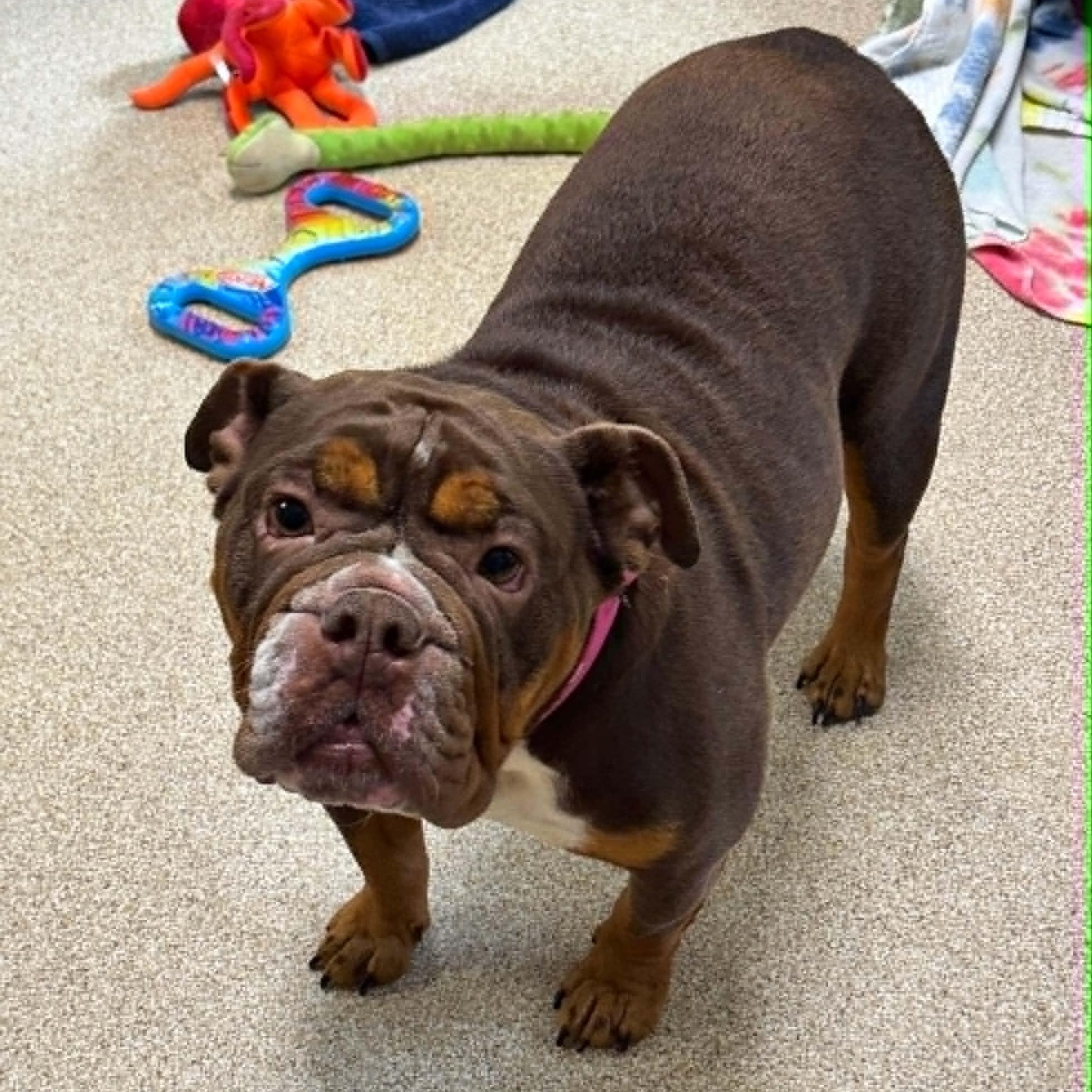 Enlarge Harlem, an adopted English Bulldog in Sunderland, MD image 4/4