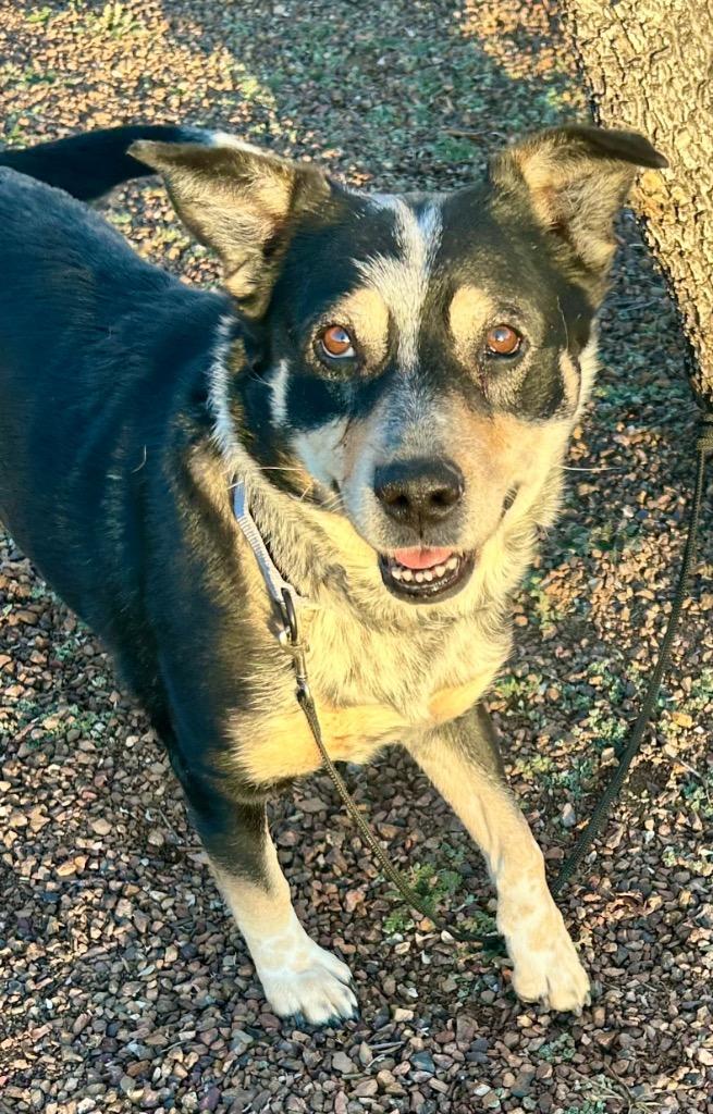 Annie, Adoptable, Adult Female Australian Cattle Dog / Blue Heeler & Australian Shepherd.