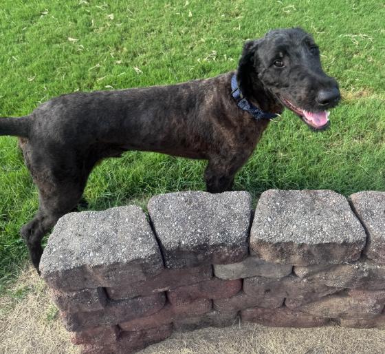 Maui, Adoptable, Adult Male Great Dane & Standard Poodle.