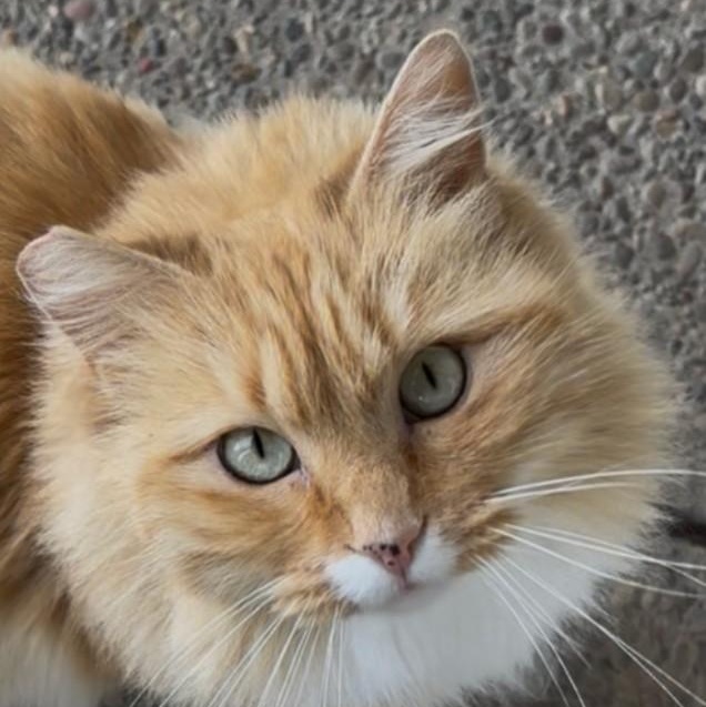 Toes - Courtesy Posting, ADOPTABLE, Adult Female Domestic Medium Hair.